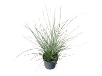 GROW by OBI Ozdobnice čínská (Miscanthus sinensis) 