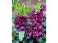 OBI Rododendron hybrid OBI Rododendron hybrid