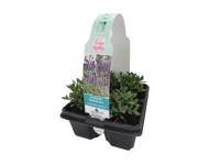 Levandule lékařská (Levandula angustifolia), 4 ks Levandule lékařská (Levandula angustifolia), 4 ks