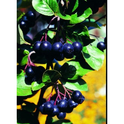 Muchovník olšolistý (amelanchier alnifolia) Greatberry Fruity