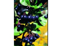 Muchovník olšolistý (amelanchier alnifolia) Greatberry Aroma