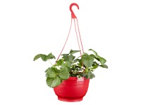 Jahodník velkoplodý 