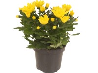 Listopadka indická (Chrysanthemum indicum) plnokvětá žlutá výška 20-30cm pr.12cm Listopadka indická (Chrysanthemum indicum) plnokvětá žlutá výška 20-30cm pr.12cm