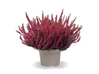 Q-Flower Vřes obecný (Calluna vulgaris) pr. cca 23 cm