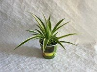 Králičí tráva ve Smart obalu, pr. kv. 12 cm Králičí tráva ve Smart obalu, pr. kv. 12 cm