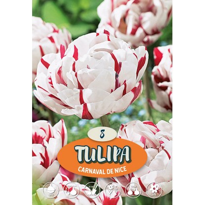 Plný pozdní tulipán "Carneval de Nice"