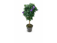 GROW by OBI Různé druhy rostlin na kmínku pr. 14 cm