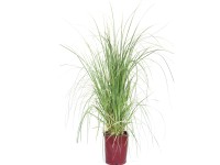 GROW by OBI Pampová tráva (Cortaderia) výška 40-50 cm, květináče 11 l