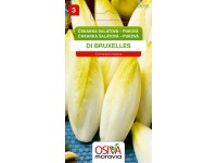 Semínka Čekanka salátová puková (Cichorium intybus)