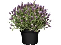Levandule smilovitá fialová průměr květináče cca 17 cm Lavandula