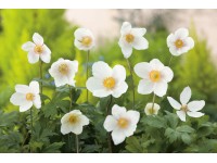 OBI Sasanka lesní bílá pr. květináče cca 9 cm x 9 cm