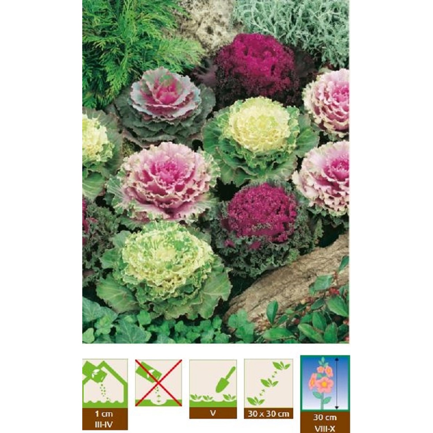 GardenSeed Premium Semínka Kapusta okrasná 0,2 g