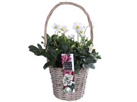 Čeměřice (Helleborus x ericsmithii) v proutěném košíku, pr. 17 cm