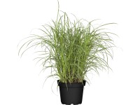 GROW by OBI Ozdobnice čínská 