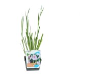 GROW by OBI Kosatec hladký (Iris laevigata) GROW by OBI Kosatec hladký (Iris laevigata)