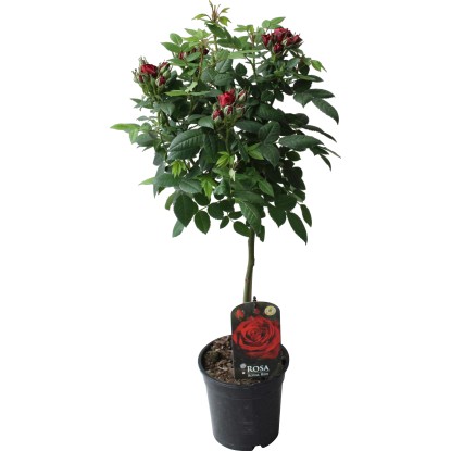 Růže na kmínku červená výška 70-80 cm květináč cca 2 l