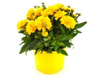 GROW by OBI Krásnoočko velkokvěté (Coreopsis grandiflora) 