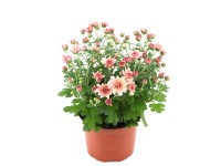 Chryzantéma (Chrysanthemum indicum) mix barev, pr. kv. 17 cm Chryzantéma (Chrysanthemum indicum) mix barev, pr. kv. 17 cm