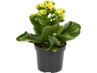 GROW by OBI Kolopejka 