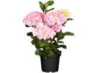 Hortenzie velkolistá Hortenzie velkolistá