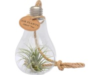 Aranžmá tillandsií (Tillandsia ionantha) ve skleněné nádobě, pr. cca 10 cm