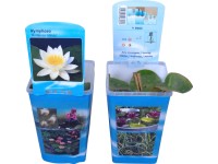 OBI Leknín bílý průměr květináče cca 10 cm Nymphaea OBI Leknín bílý průměr květináče cca 10 cm Nymphaea