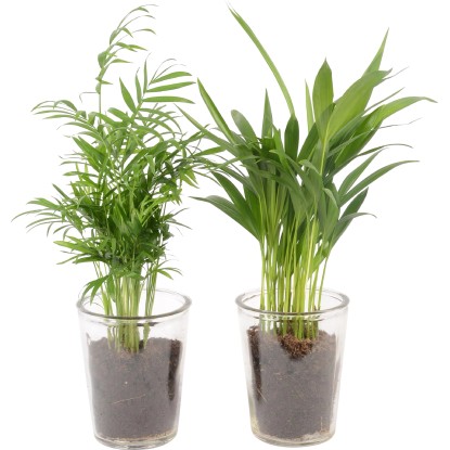 Aranžmá palmy ve skleněné váze