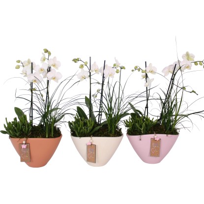 Aranžmá orchideje v keramické nádobě, Ø květináče cca 22 cm