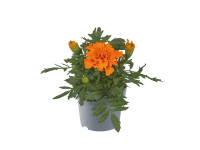 MONTANO Aksamitník rozkladitý (Tagetes patula) různé pr. cca 9 cm MONTANO Aksamitník rozkladitý (Tagetes patula) různé pr. cca 9 cm