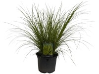 Landgard Ostřice větší (Carex brunnea) 