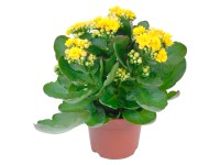 Kolopejka Calandiva žlutá průměr květináče cca 12 cm