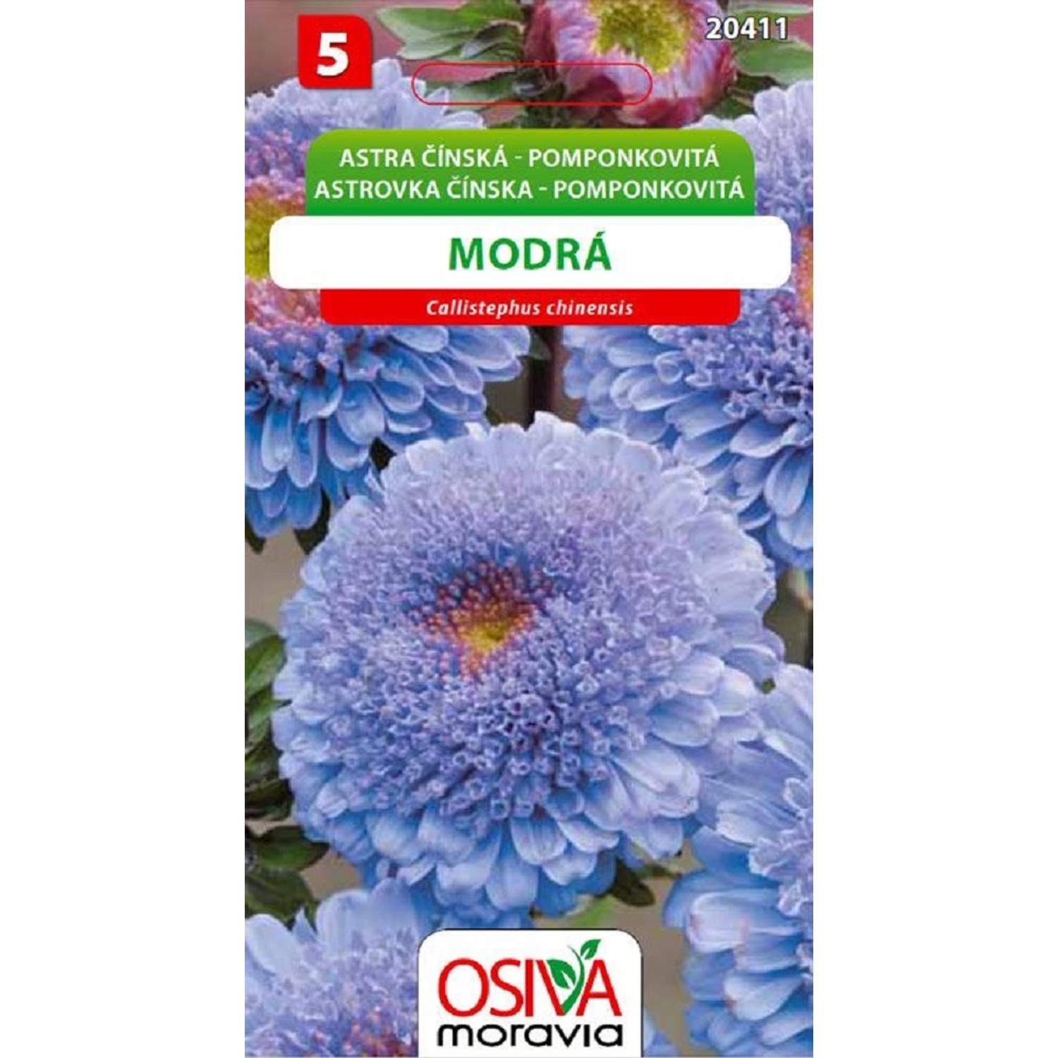 Semínka Astra čínská pomponkovitá modrá (Callistephus chinensis)