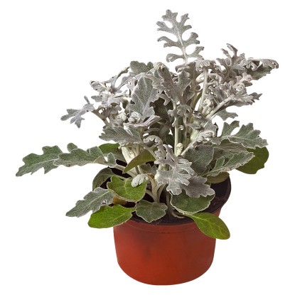 Starček přímořský průměr květináče cca 9 cm