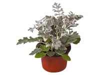 Starček přímořský průměr květináče cca 9 cm