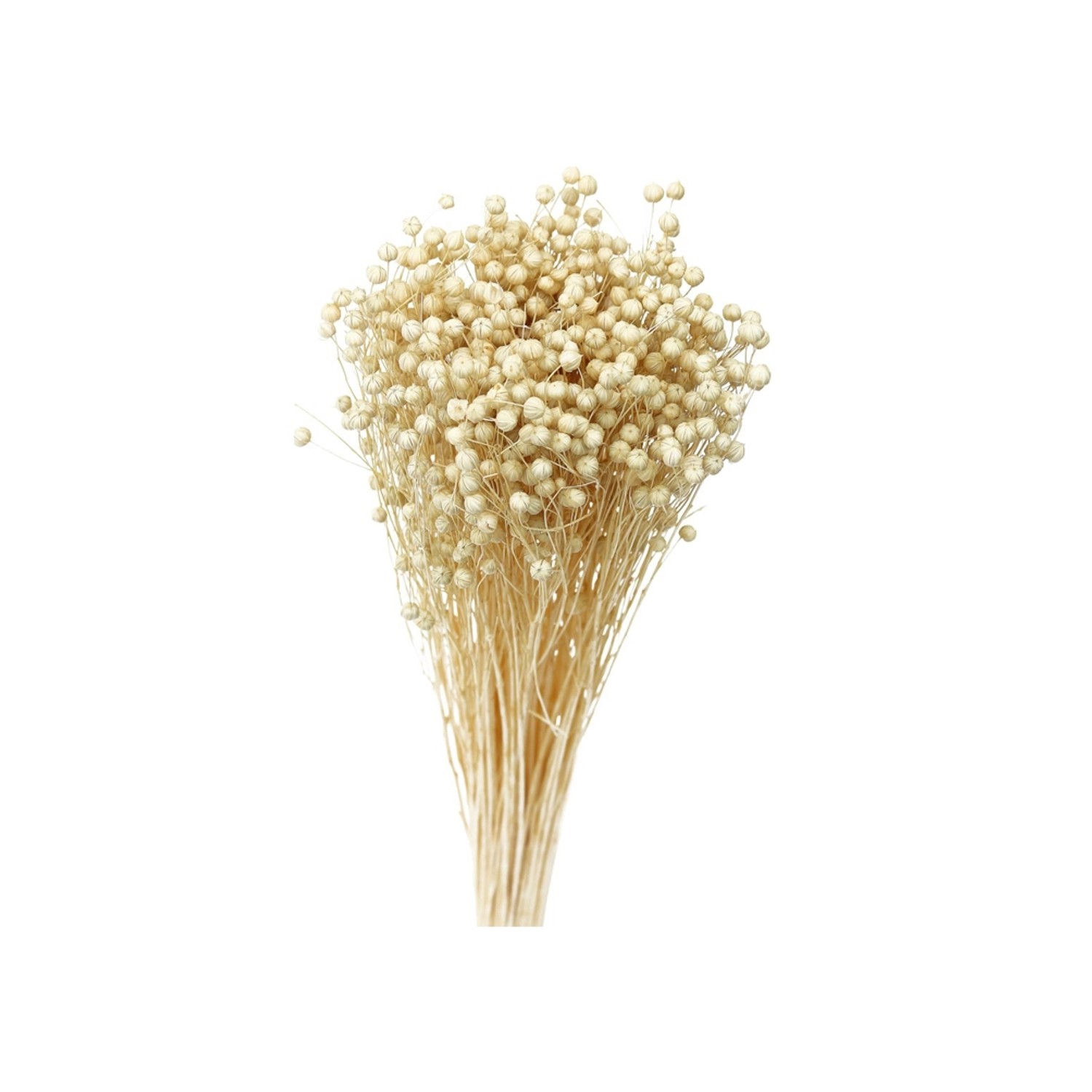 Nohel Garden Sušená dekorace Len bílý 40 g