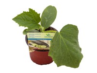 MONTANO Okurka salátová (Cucumis sativus) F1 hybrid pr. cca 9 cm