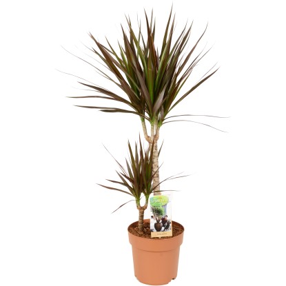 GROW by OBI Dračinec "Magenta" (Dracaena marginata) výška 70-80 cm, pr. 17 cm