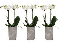 Orchidej motýlokvětá 2 výhony bílá v keramické nádobě pr. cca 9 cm