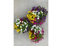 GROW by OBI Minipetúnie Quattro (Calibrachoa Hybride), pr. 17 cm GROW by OBI Minipetúnie Quattro (Calibrachoa Hybride), pr. 17 cm