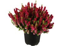 Landgard Vřes obecný (Calluna vulgaris) 
