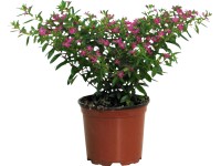 Japonská myrta průměr květináče cca 11 cm