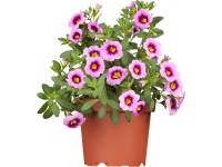 GROW by OBI Minipetúnie GROW by OBI Minipetúnie