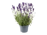 Q-Flower Levandule lékařská (Levandula angustifolia) pr. květináče cca 13 cm Q-Flower Levandule lékařská (Levandula angustifolia) pr. květináče cca 13 cm