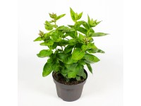 Q-Flower Plamenka latnatá (Phlox paniculata) výška cca 22 cm