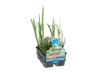 OBI Vodní rostliny čistící vodu balení 6 ks průměr květináče cca 9 cm OBI Vodní rostliny čistící vodu balení 6 ks průměr květináče cca 9 cm