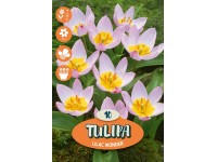 Tulipán 