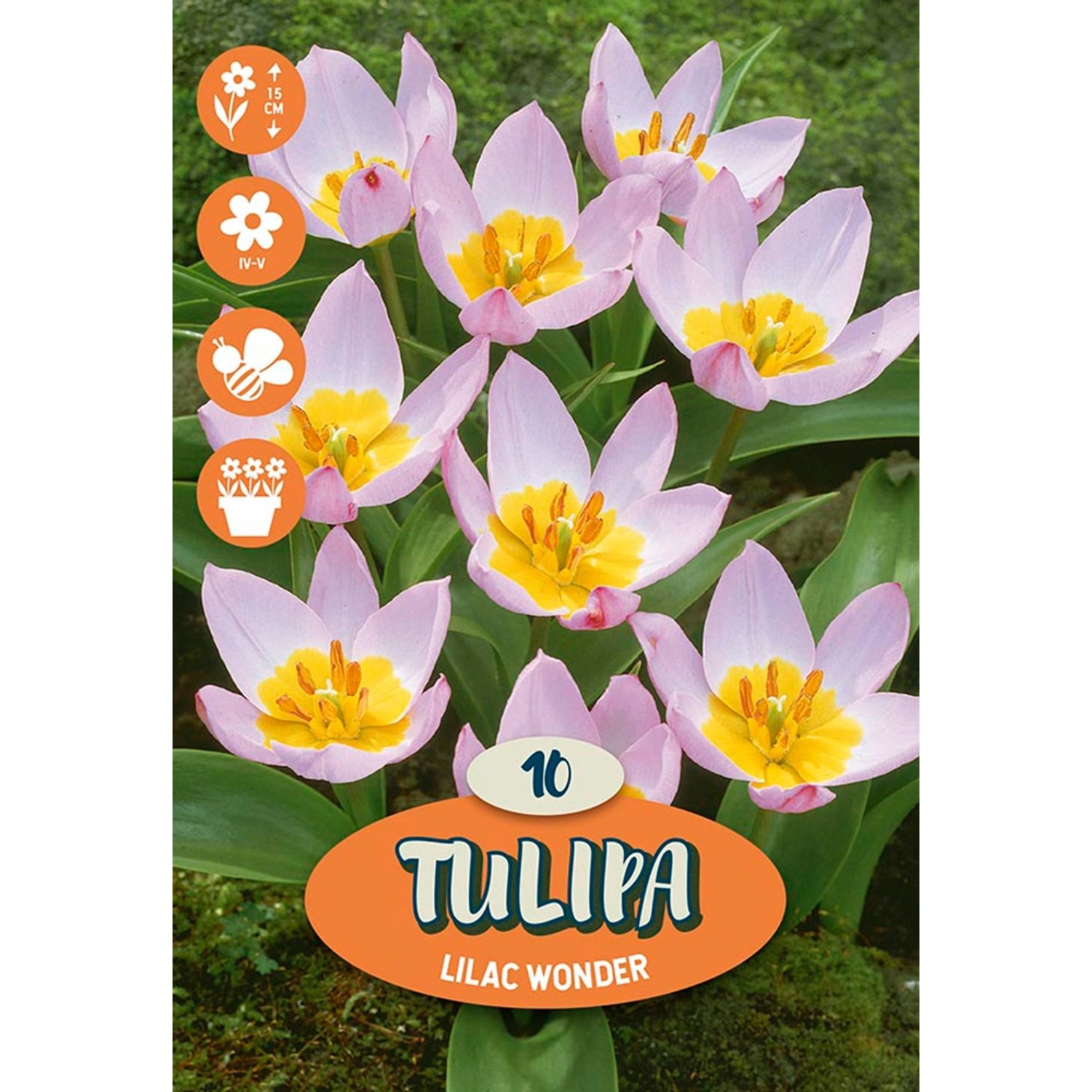 Tulipán "Lilac Wonder", růžový, 12 ks