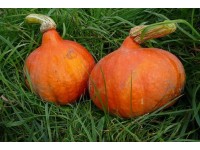 Dýně Hokkaidó (Cucurbita pepo), pr. kv. 12 cm