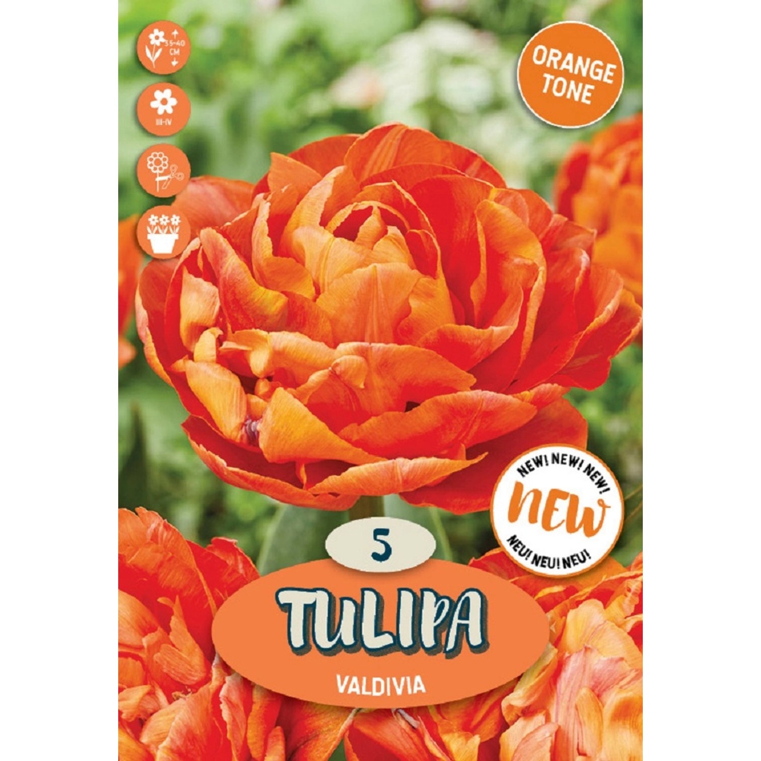 Royal De Ree Holland Květinové cibulky Tulipán Valdivia