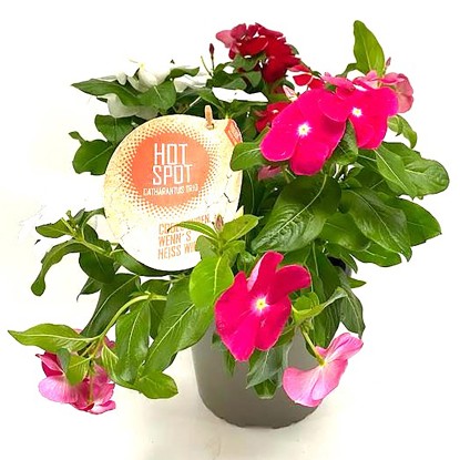 Q-Flower Barvínkovec růžový (Catharanthus roseus) "Hot Spot" Trio cca pr. 17 cm